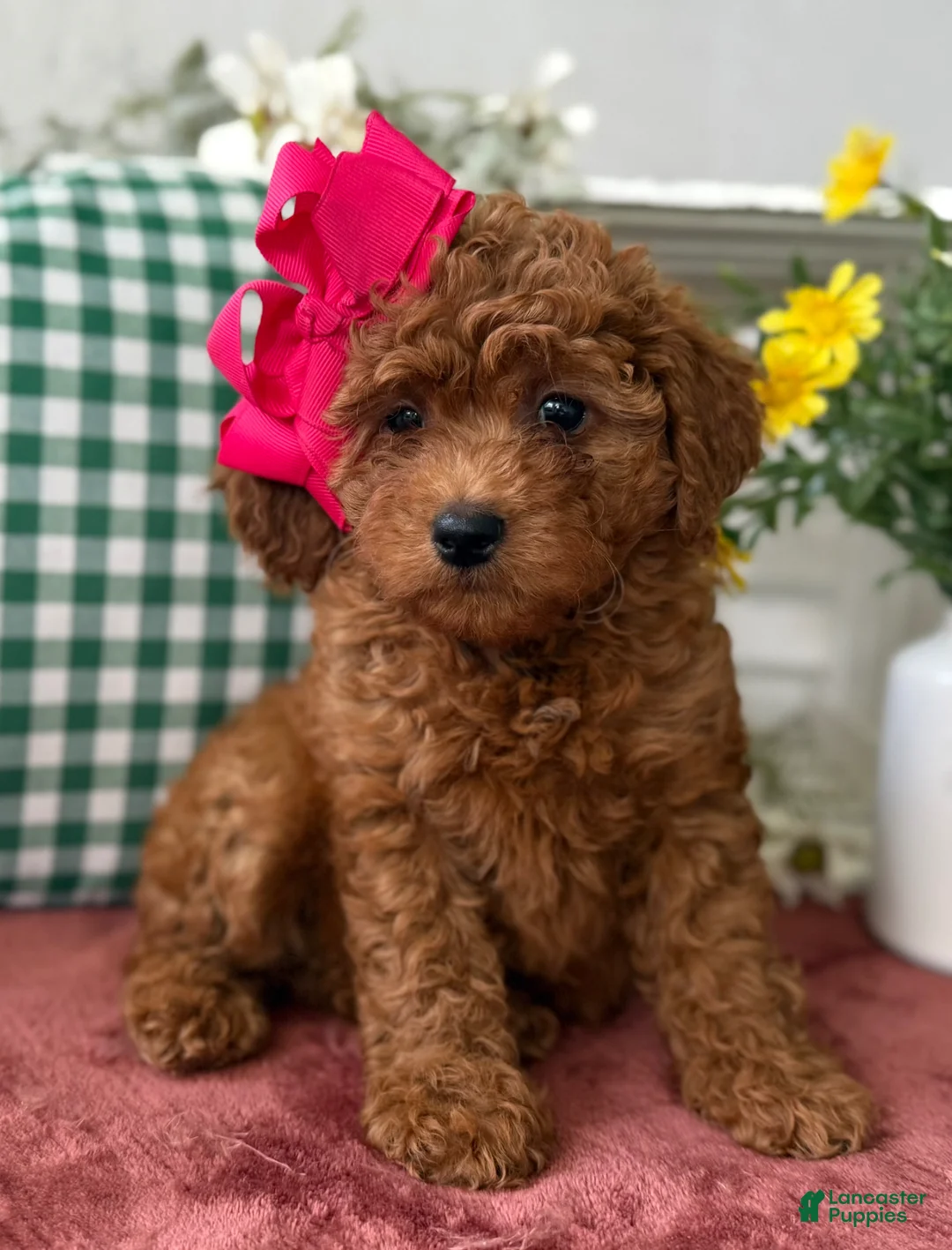 Irish Doodle dogs for sale: Irish Doodle Puppy 2 - Ad 1