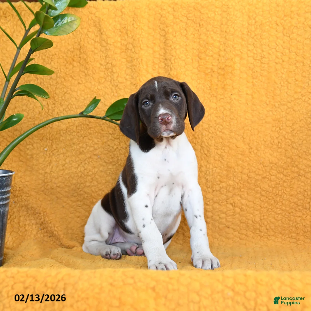 German Shorthaired Pointer dogs for sale: Brittany - Ad 3