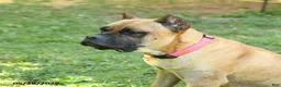 Cane Corso dogs for sale: Dallas - Ad 6