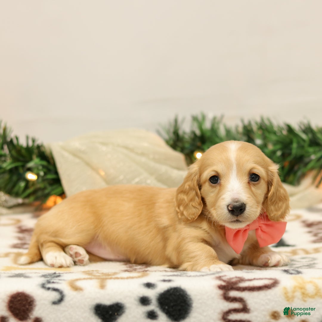 Miniature Dachshund dogs for sale: Nellie - Ad 3