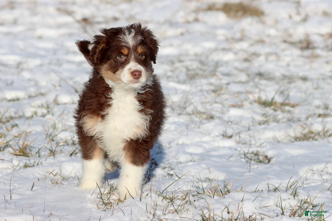 Mini Aussiedoodle dogs for sale: Chilli - Ad 3