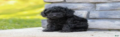 Luca