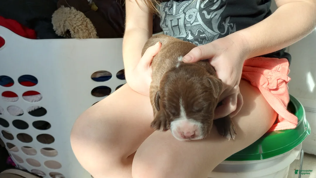 American Bully dogs for sale: Bo Bassett - Ad 1