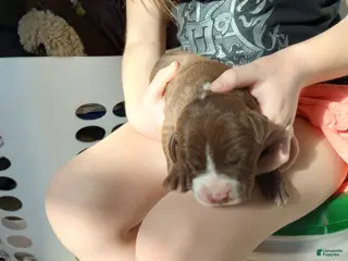 American Bully dogs Bo Bassett - Ad 25