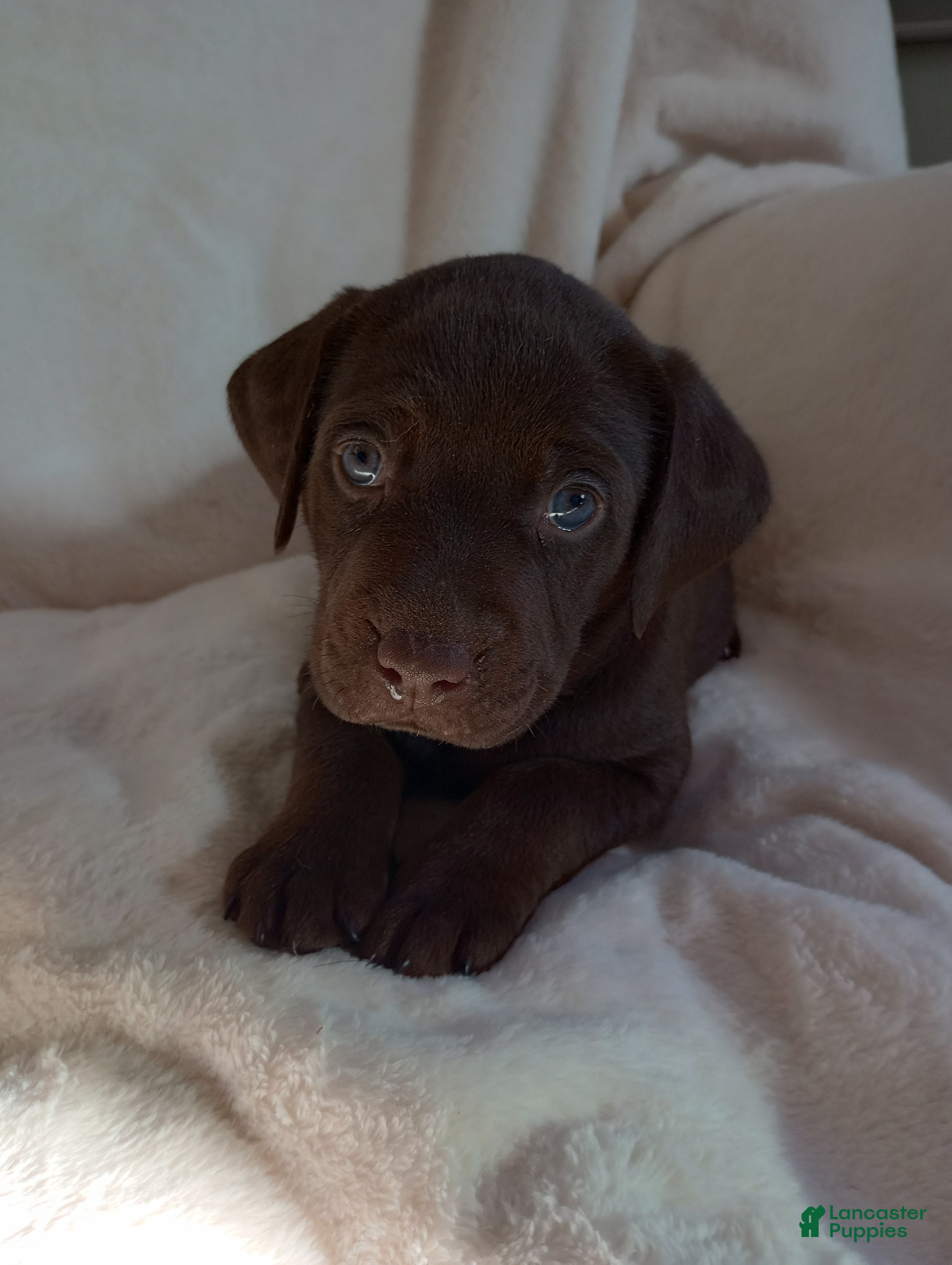 Labrador Retriever dogs Ollie - Ad 2