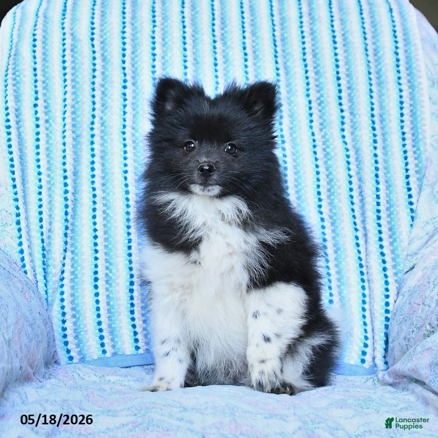 Pomsky dogs Star - Ad 1