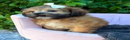 Shihpoo dogs for sale: Prim - Ad 3