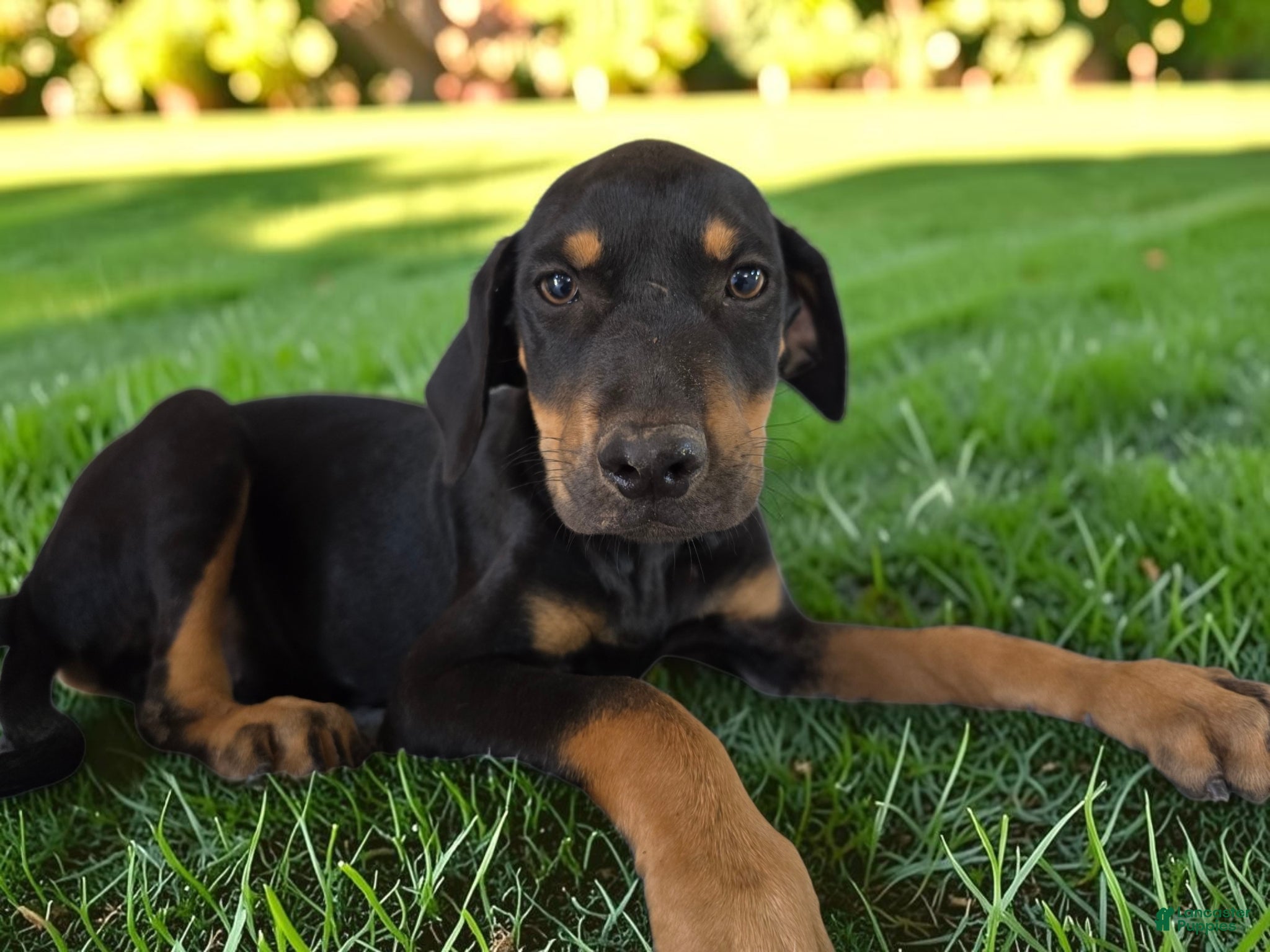 Catahoula Leopard Dog dogs Gypsie 2026 Female 3 - Ad 19