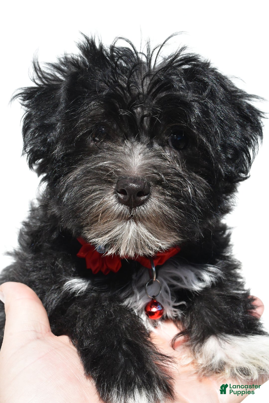 Morkie dogs for sale: Suzi - Ad 2