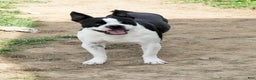Boston Terrier dogs for sale: Addie - Ad 11
