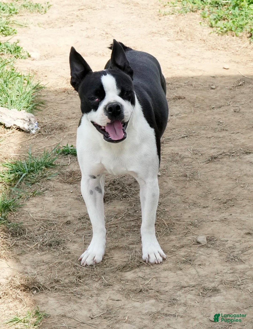 Boston Terrier dogs for sale: Addie - Ad 11