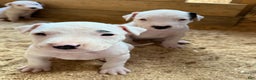 Dogo Argentino dogs for sale: Puppy M3 - Ad 40