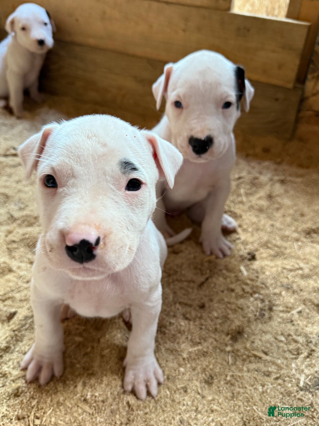Dogo Argentino dogs for sale: Puppy M3 - Ad 40