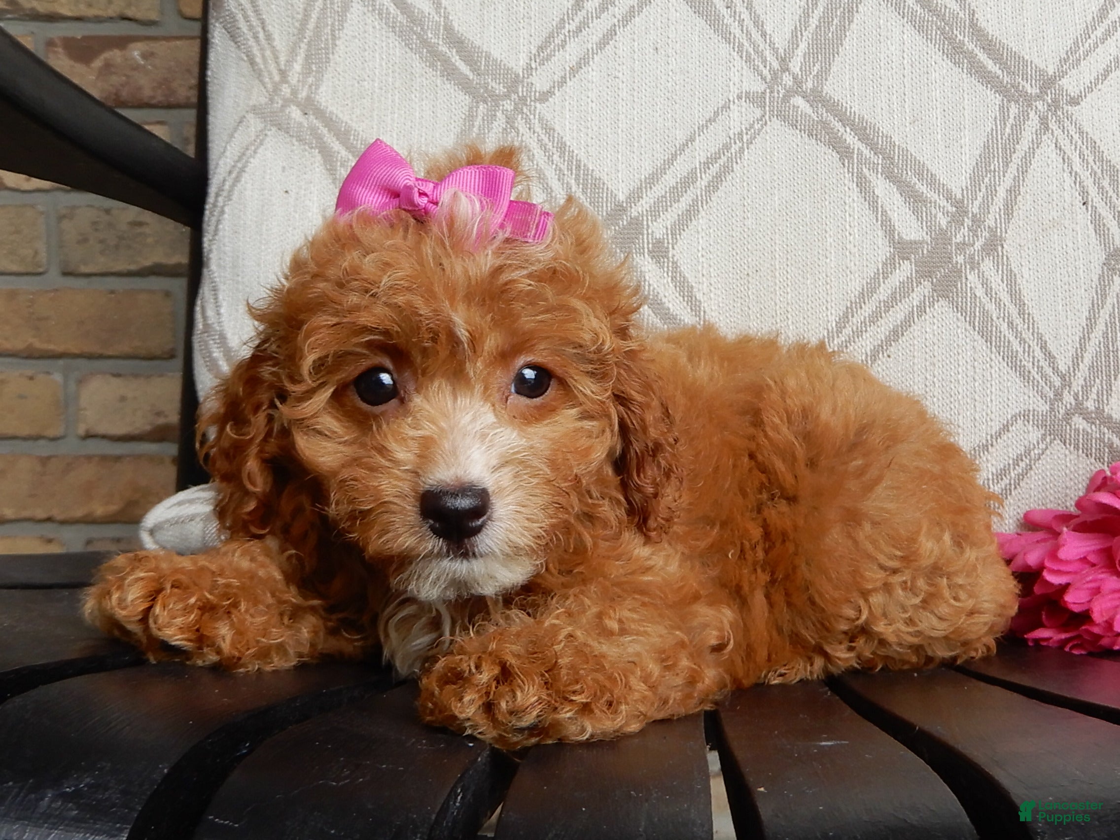 Cavapoo dogs Bubbles - Ad 2