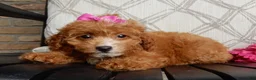 Cavapoo dogs for sale: Bubbles - Ad 2