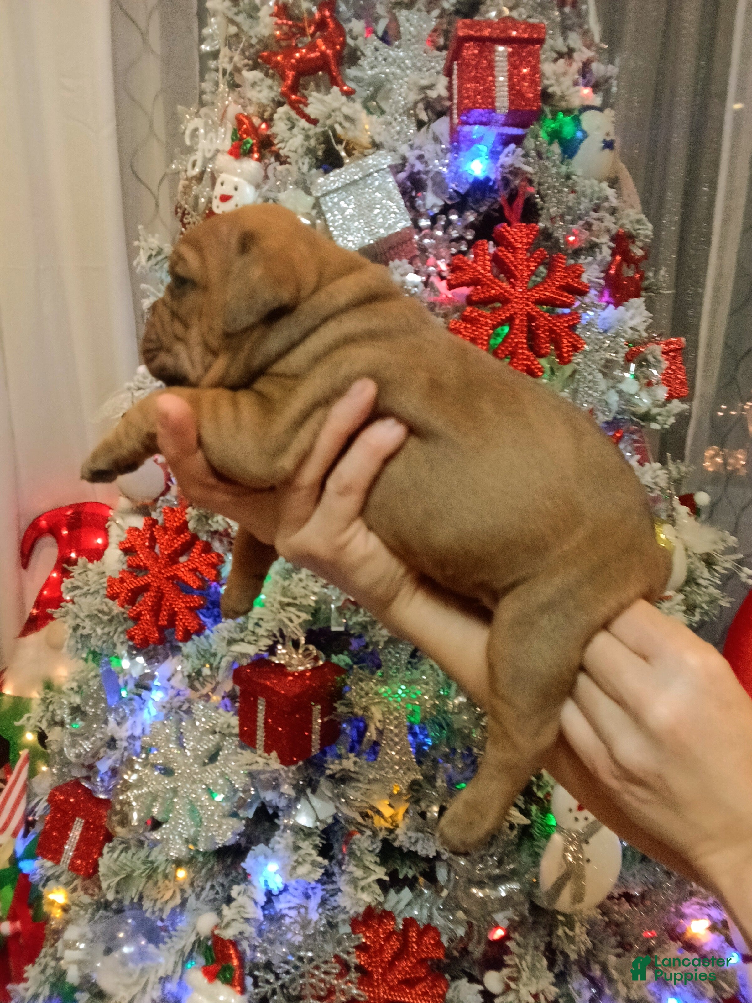 Olde English Bulldogge dogs Olde English Bulldogge Puppy 4 - Ad 2