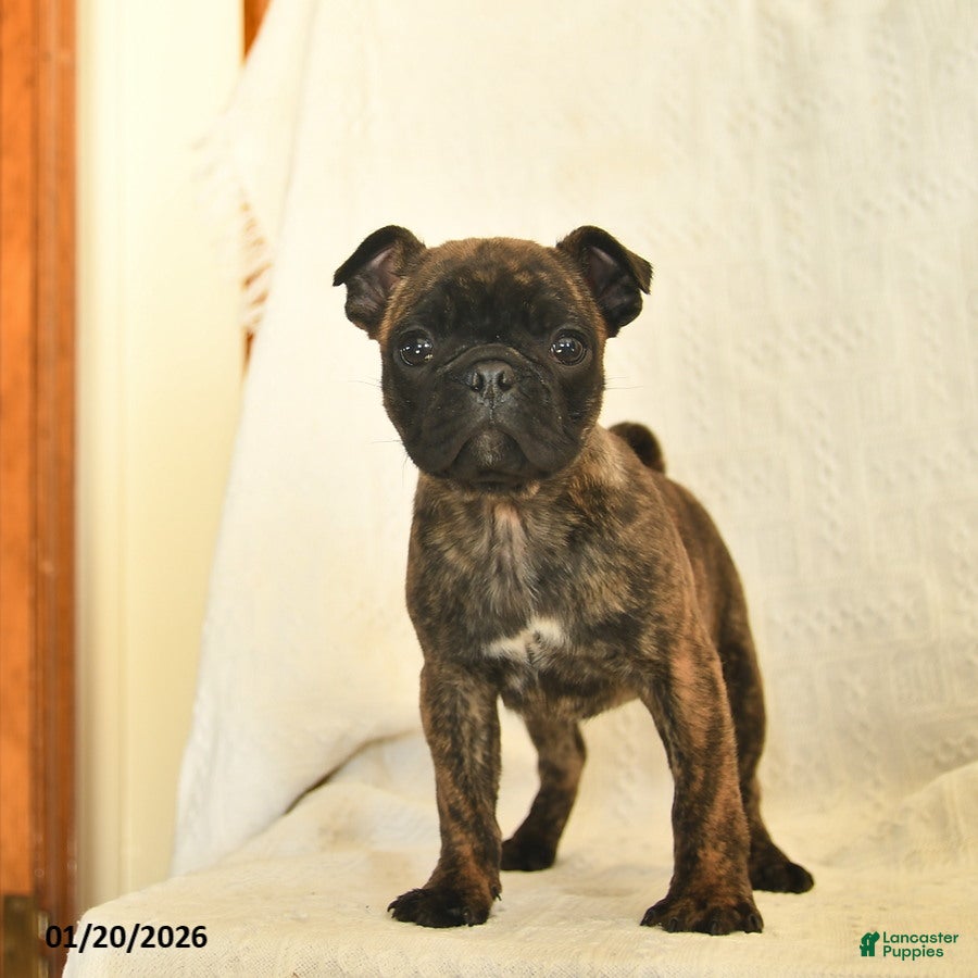 Mixed Breed dogs Beauty  - Ad 40