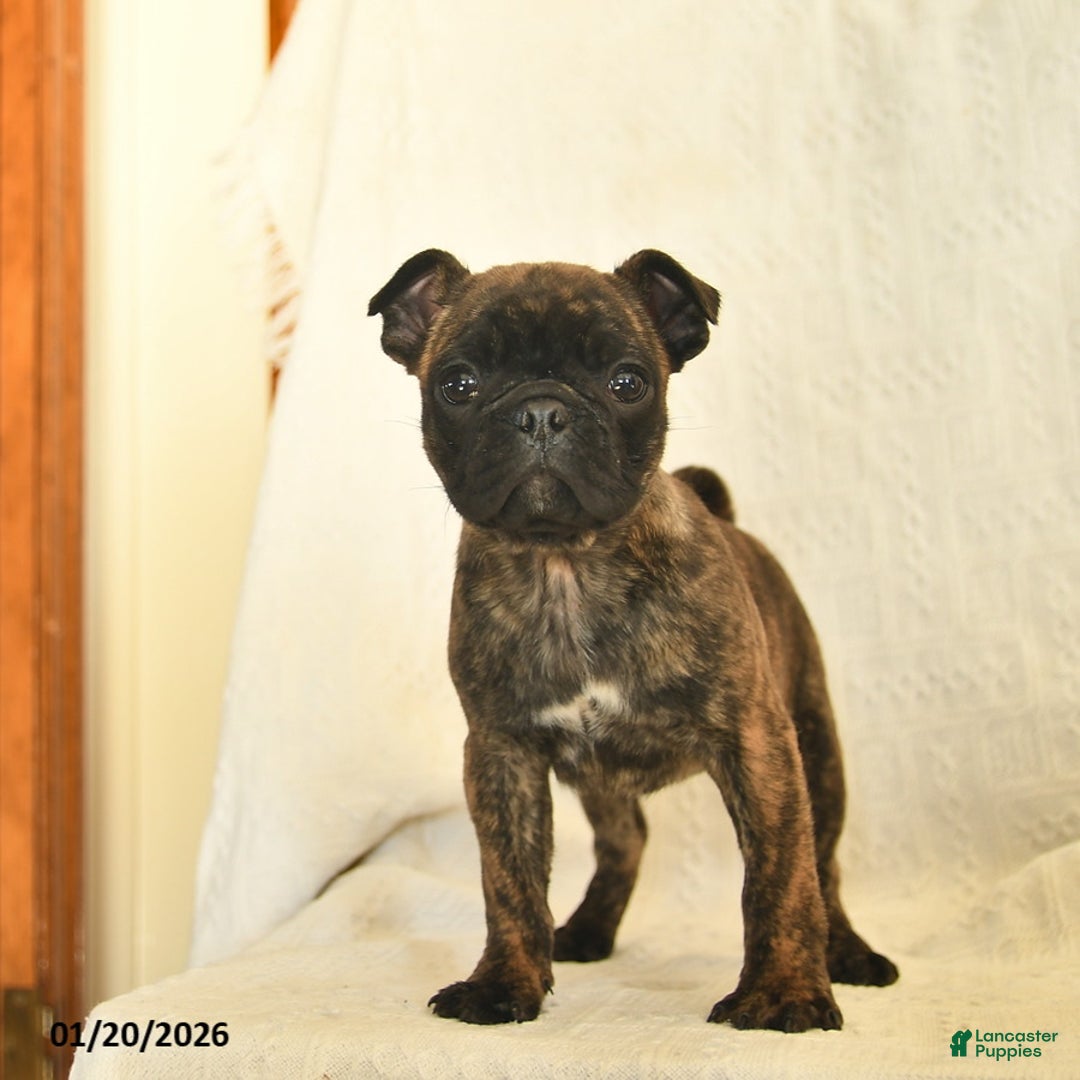 Mixed Breed dogs for sale: Beauty  - Ad 1