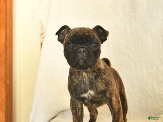 Mixed Breed dogs Beauty - Ad 36