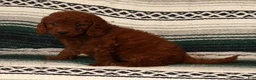 Mini Goldendoodle dogs for sale: Molly - Ad 5