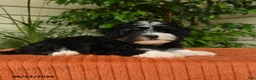 Malshi dogs for sale: Molly - Ad 4