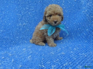 Toy Poodle dogs Colby - Ad 17