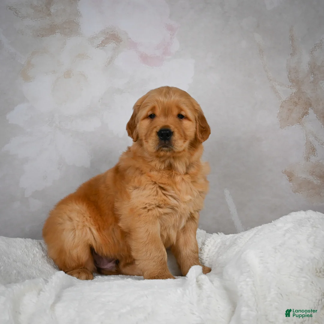 Golden Retriever dogs for sale: Rocky - Ad 2