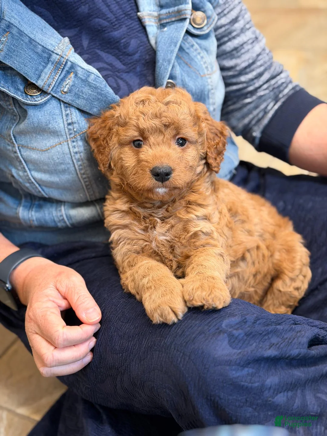 Mini Goldendoodle dogs for sale: Lincoln  - Ad 2