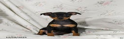 Miniature Pinscher dogs for sale: Dixie - Ad 5