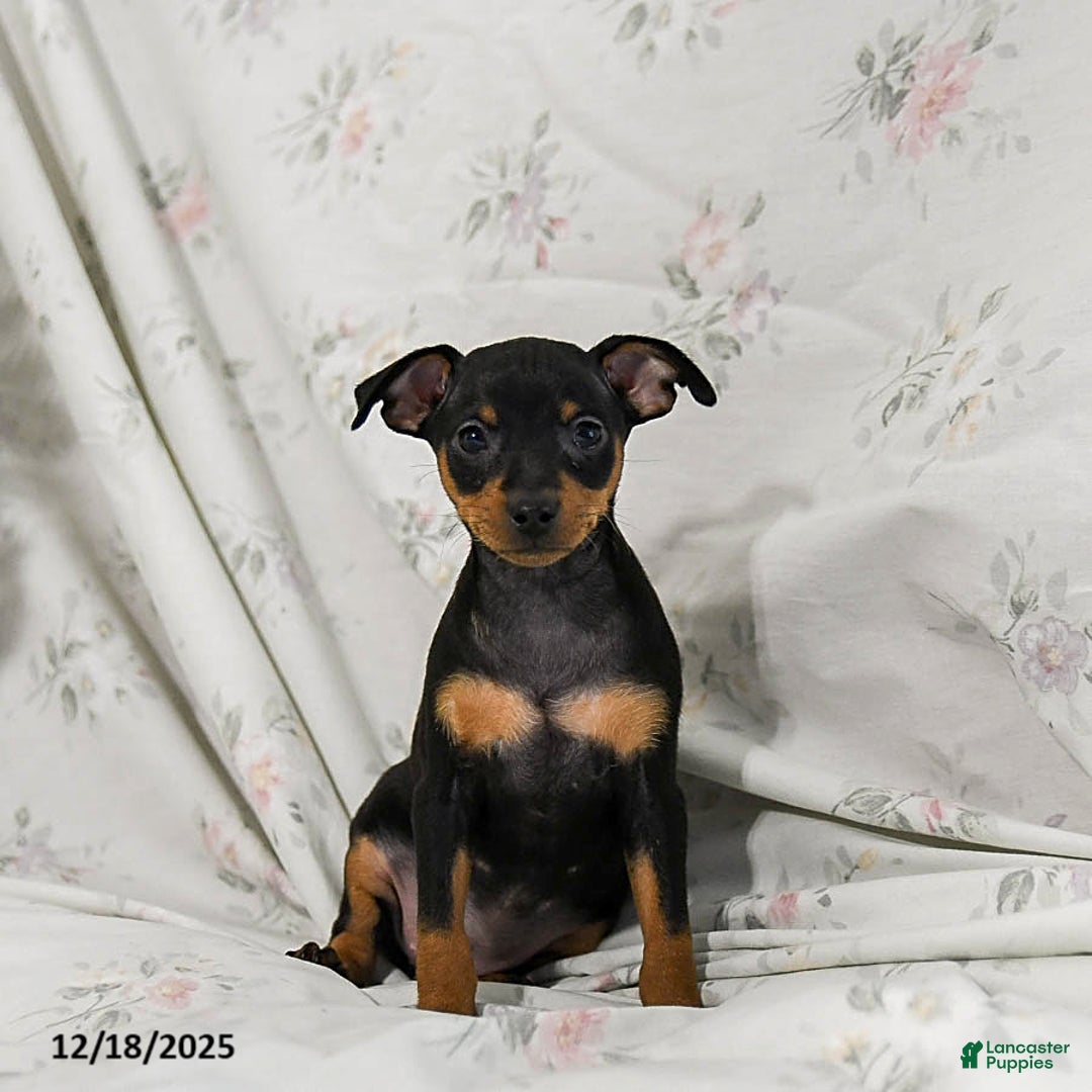 Miniature Pinscher dogs for sale: Dixie - Ad 5