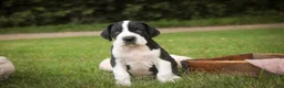 Great Dane dogs for sale: Clark Great Dane  - Ad 5