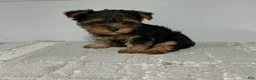 Yorkshire Terrier dogs for sale: Rufous  - Ad 5