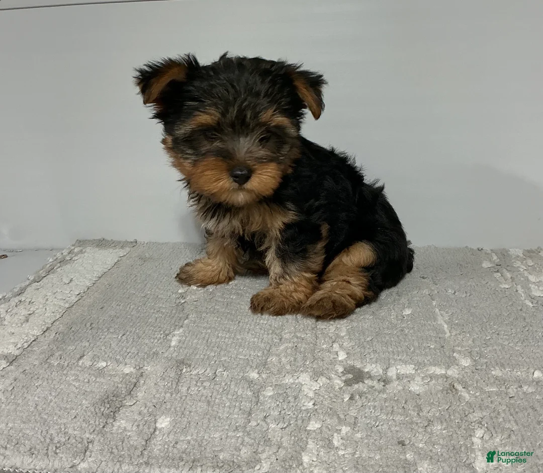 Yorkshire Terrier dogs for sale: Rufous  - Ad 5