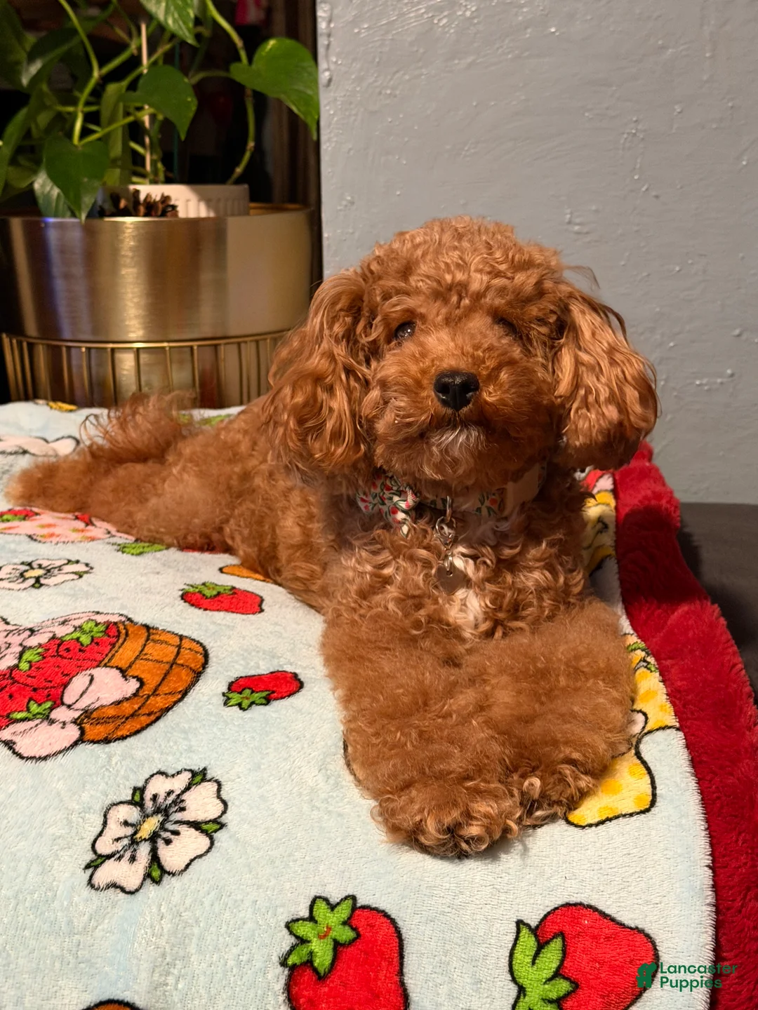 Miniature Poodle dogs for sale: Miniature Poodle Puppy 2 - Ad 6