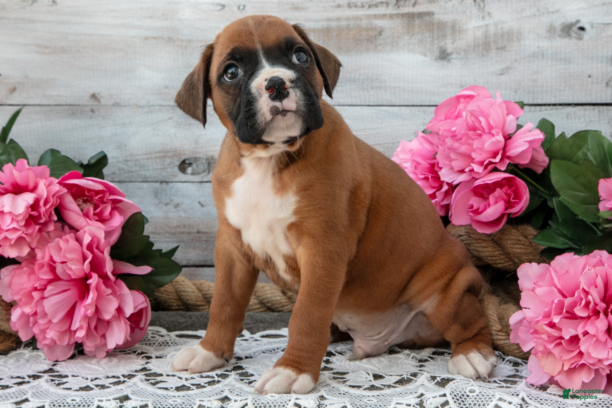 Boxer dogs Benji - Ad 1