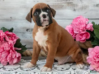 Boxer dogs for sale: Benji - Ad 3