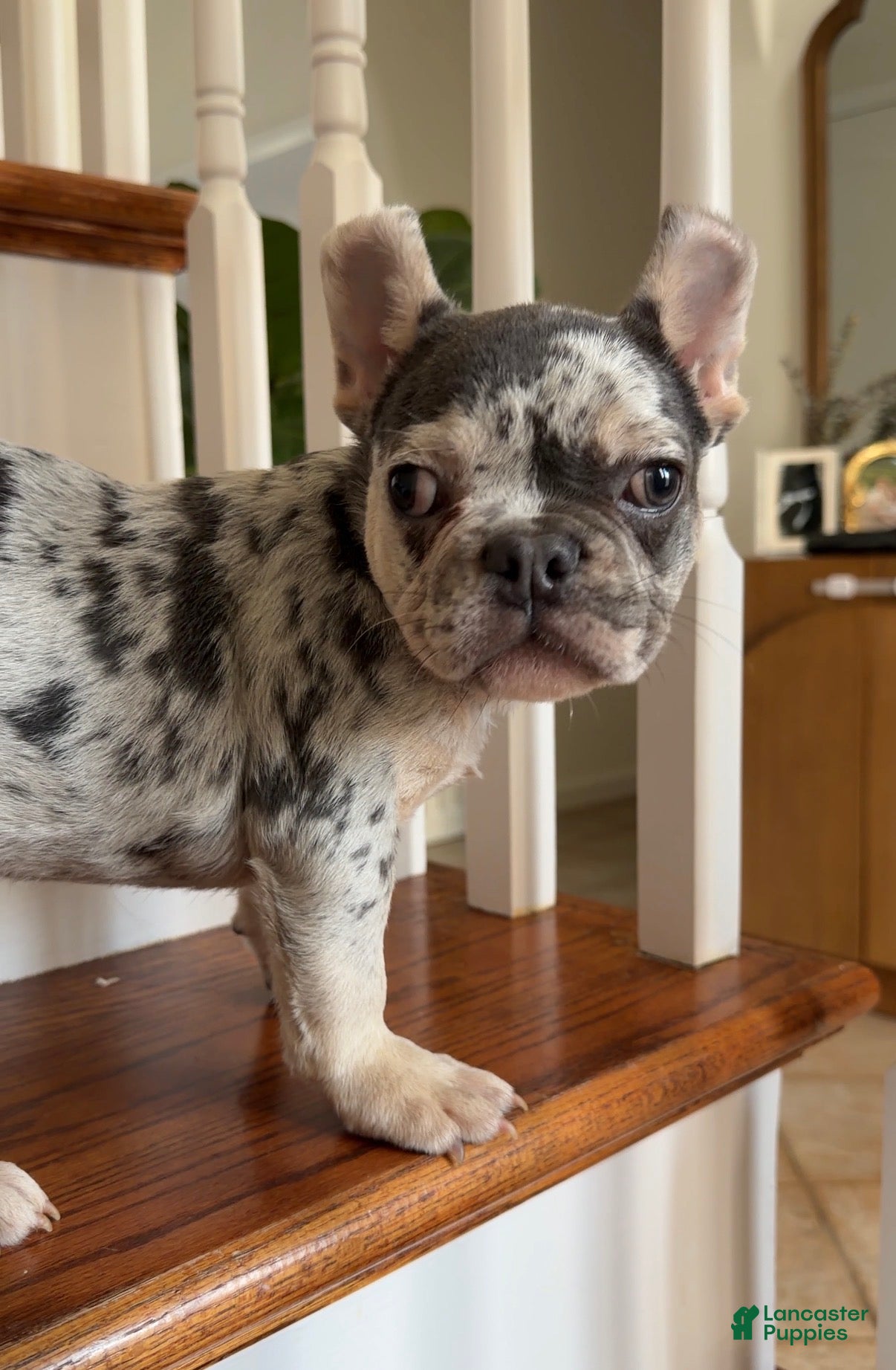 French Bulldog dogs Myles - Ad 31