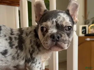 French Bulldog dogs Myles - Ad 38