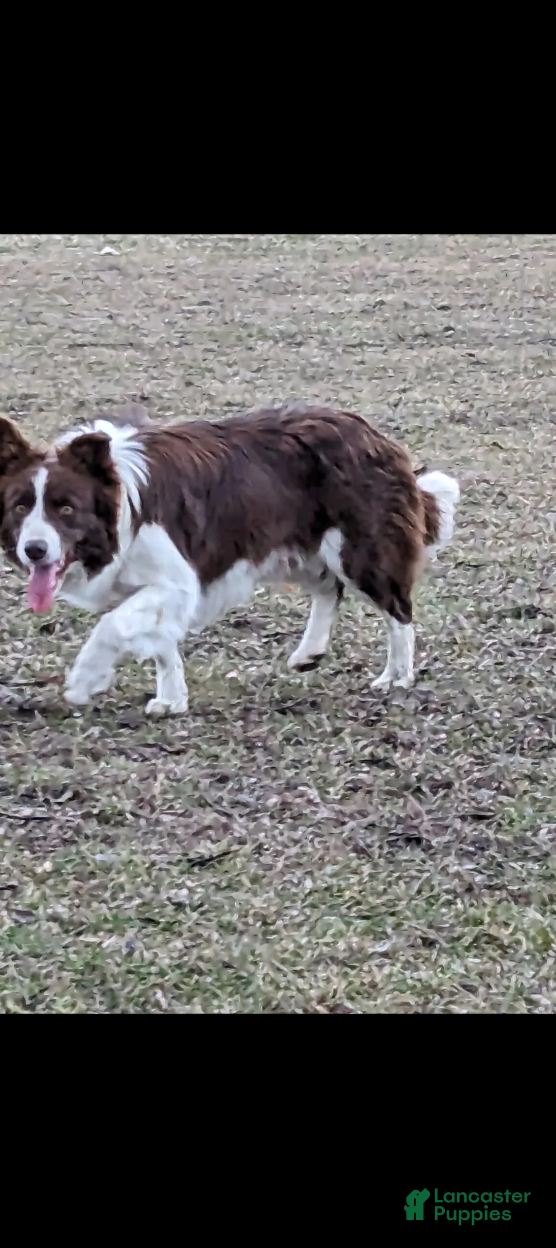 Border Collie dogs for sale: Border Collie Puppy 3 - Ad 2