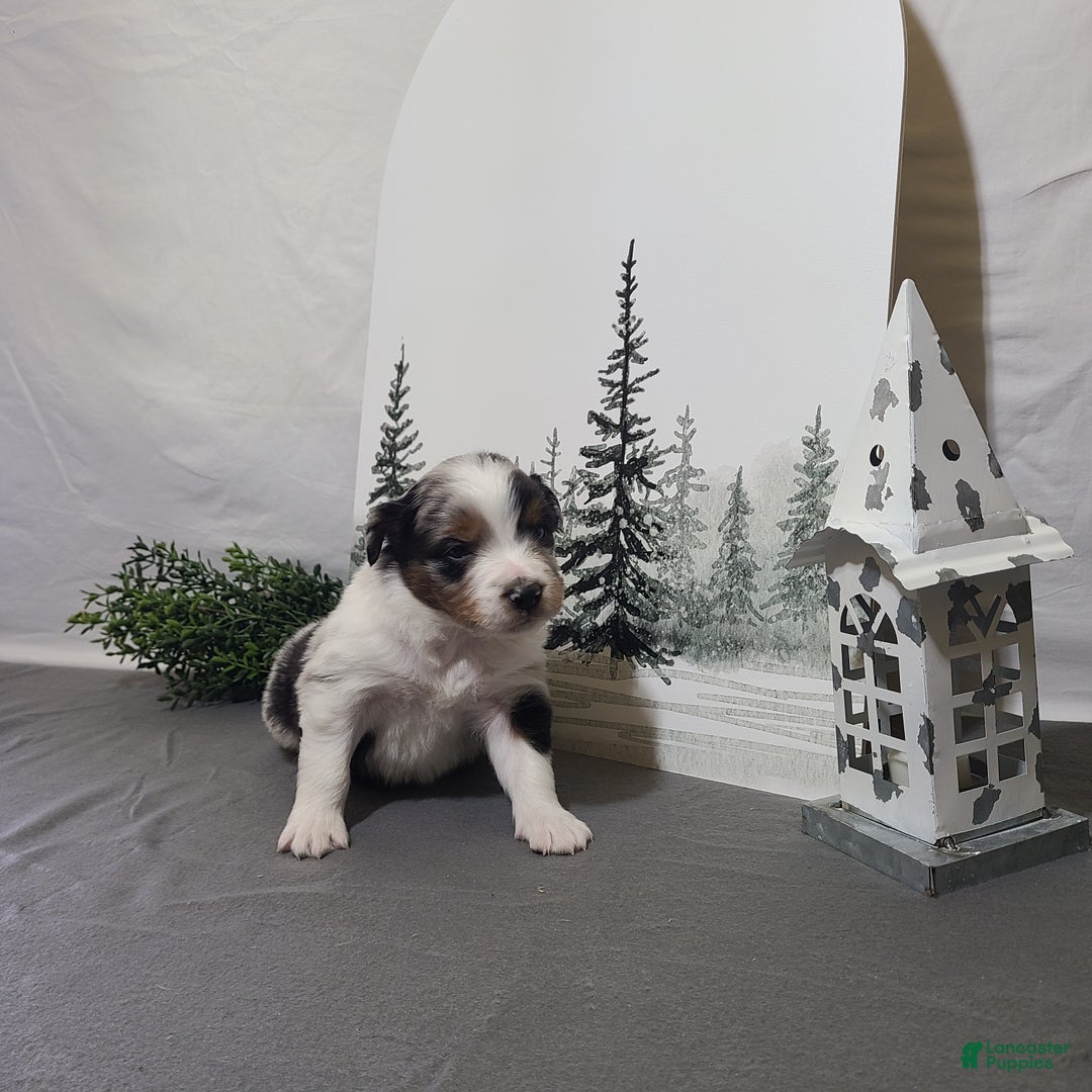 Miniature Australian Shepherd dogs for sale: Alex - Ad 5