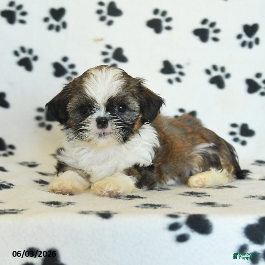 Shih Tzu dogs for sale: Twinkie - Ad 3