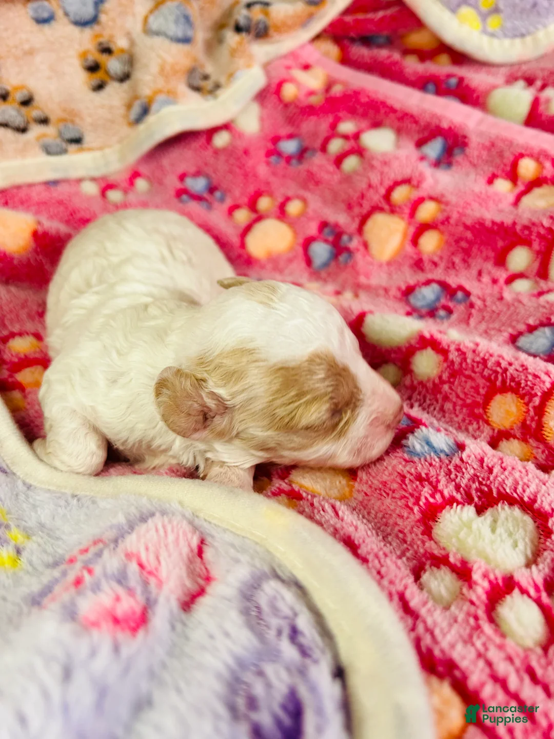 Cavapoo dogs for sale: Olaf - Ad 13