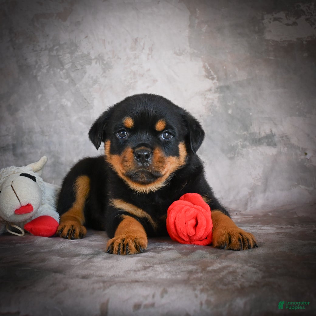 Rottweiler dogs Lexi - Ad 2