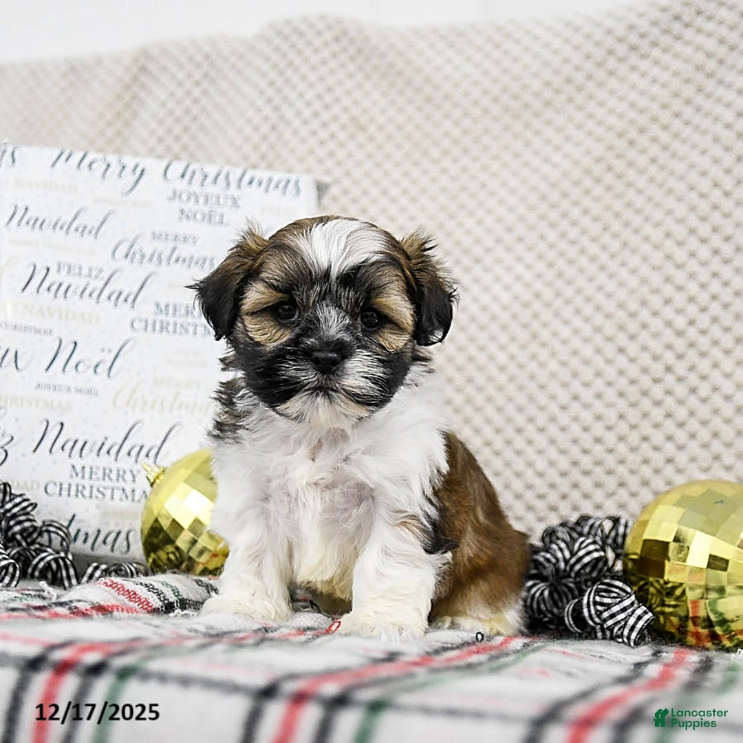 Shih Tzu dogs for sale: Kipp - Ad 1