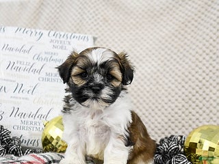 Shih Tzu dogs Kipp - Ad 7