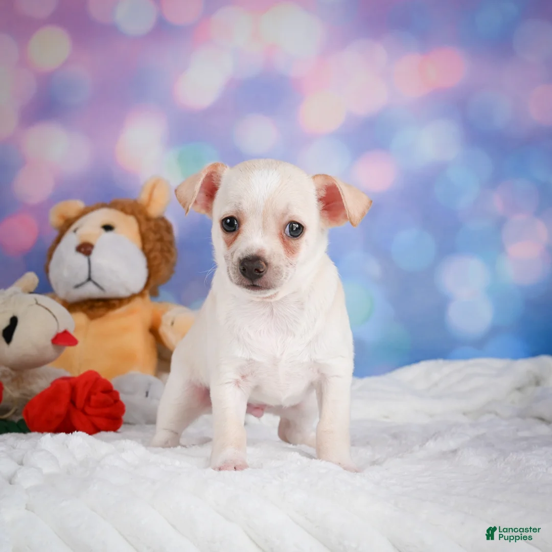 Chihuahua dogs for sale: Conner - Ad 1