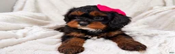 Cavapoo dogs for sale: Hershey 🎀🍫 - Ad 1