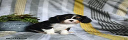Cavalier King Charles Spaniel dogs for sale: Jamie - Ad 4