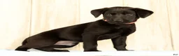 Labrador Retriever dogs for sale: Brooke - Ad 5