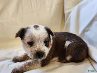 Australian Cattle Dog dogs Australian Cattle Dog Puppy 6 - Ad 4